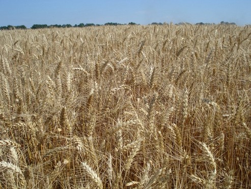 пшениця озима