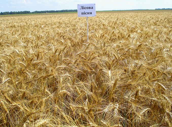 Лісова пісня