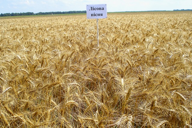 Лісова пісня
