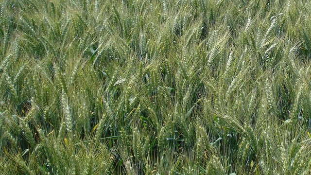 Білоцерківський напівкарлик Білоцерківський напівкарлик