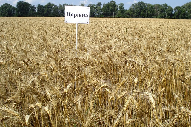 Царівна