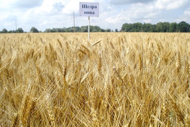 Щедра нива