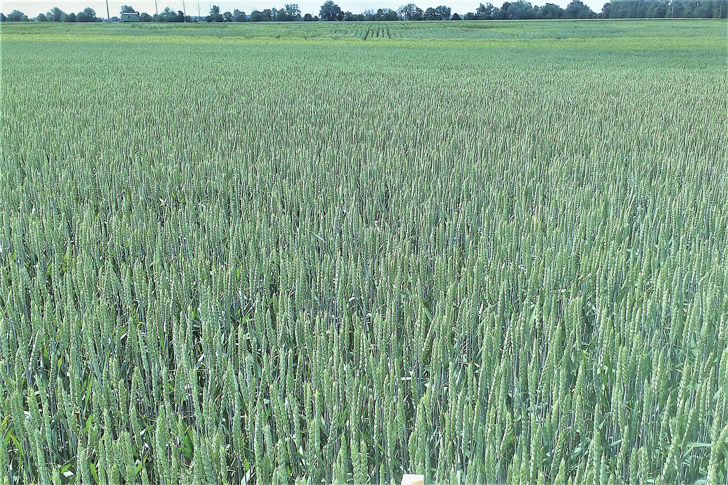 Легенда білоцерківька Легенда білоцерківська