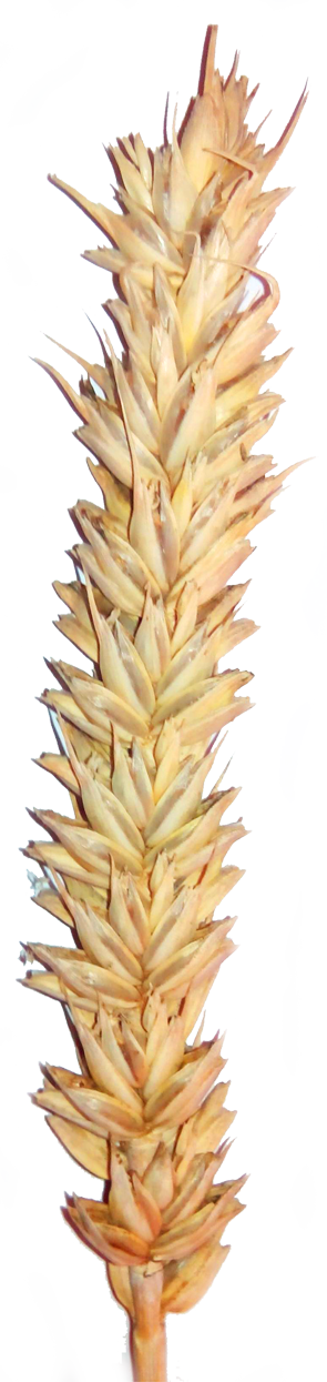 kvitka poliv.png