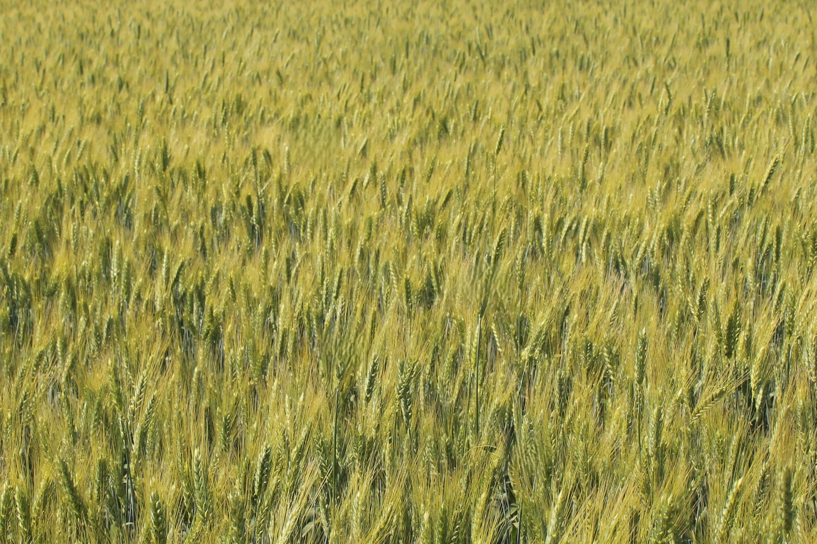Царівна